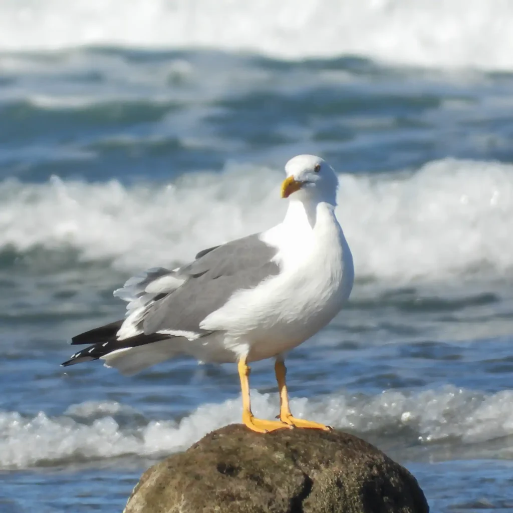 Gaviota de Patas Amarilla